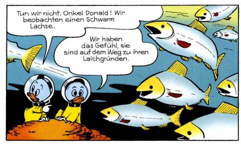 Datei:Lachse.png
