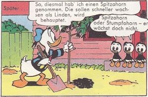 Spitzahorn.jpg