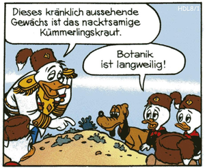 Kümmerlingskraut.png